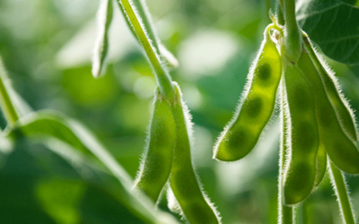 Soybean checkoff organizations team up to tackle nematodes via National Soybean Nematode Strategic Plan