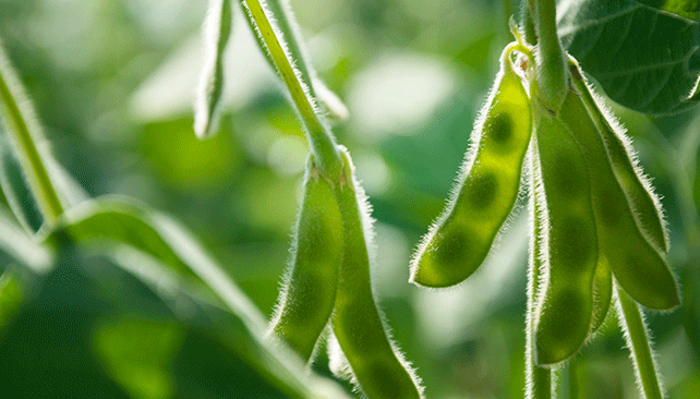 National Soybean Nematode Strategic Plan development