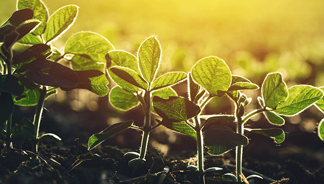 Delay soybean planting to reduce soybean cyst nematode