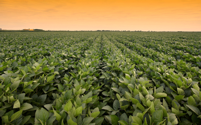 Checkoff-funded soybean breeders improving several sources of SCN resistance