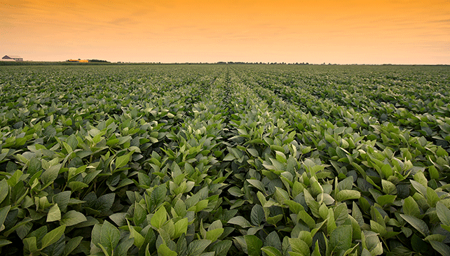 Soybean breeders improve sources of SCN resistance