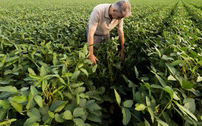 Use caution choosing cover crops for SCN-infested fields