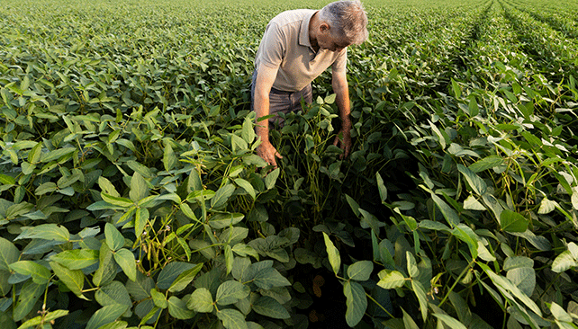 Use caution choosing cover crops with SCN infested fields