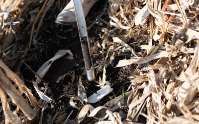 Tips for spring SCN soil sampling and seed selection