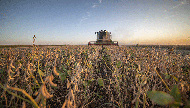 Why SCN is the No. 1 Yield-grabbing Pest of Soybeans