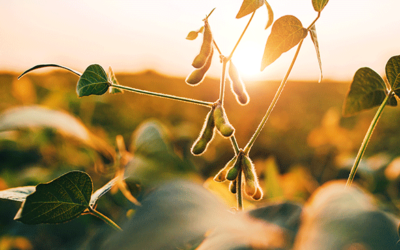 Nematologists eager to study a new soybean variety with SCN resistance