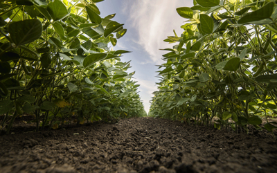 Understanding Nematode Spit is Key in Fight Against Virulent Nematodes