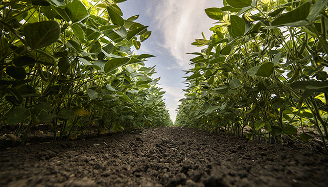 Understanding soybean cyst nematode spit