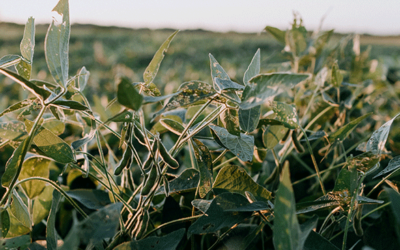 Diverse Nematode Collection Aids Researchers in Major Discoveries