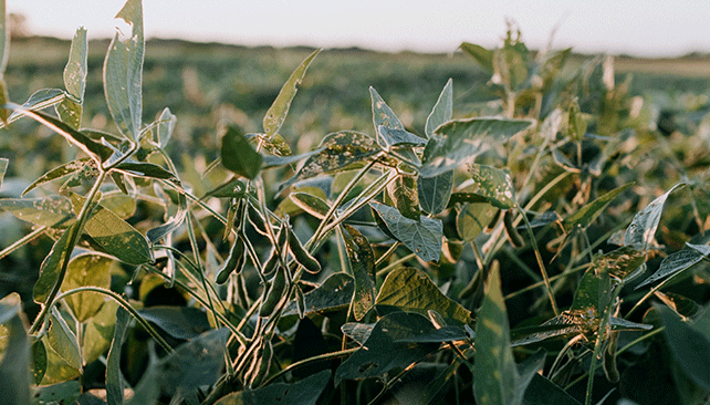 Major soybean cyst nematode discoveries