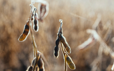 Gene editing is a new tool to combat virulent nematodes