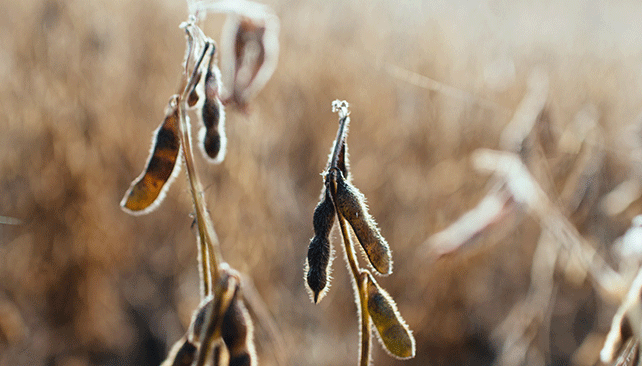 Using gene editing to combat soybean cyst nematode