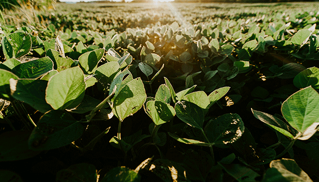 How weather impacts soybean cyst nematode