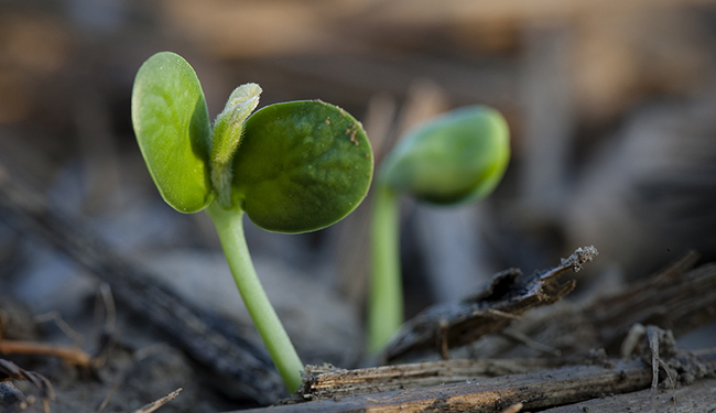 Training webinar for agronomists