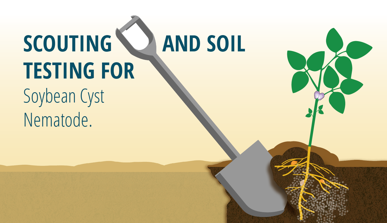 Scouting and Soil Testing for SCN Infographic