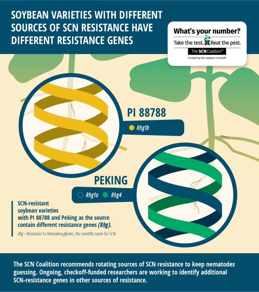 Soybean varieties with different sources of SCN resistance