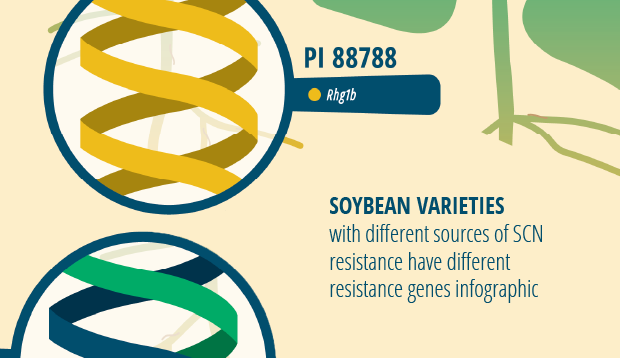Soybean Varieties Infographic
