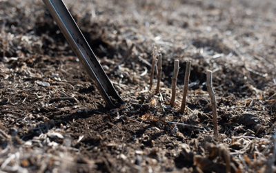 Know Your SCN Risks Before Planting Soybeans Back-to-Back