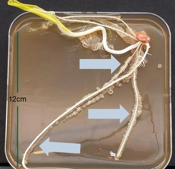 Root colonization diagram