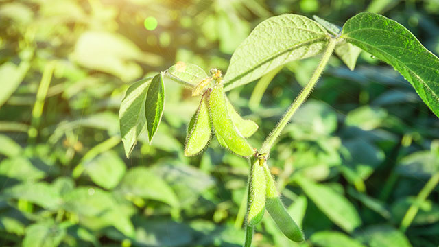 Soybean plant