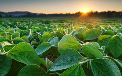 Consider Combining Protections Against SCN and Common Soybean Pathogens