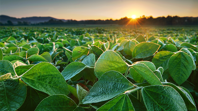 Soybean field