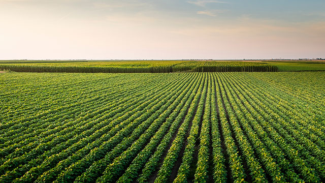 Soybean field