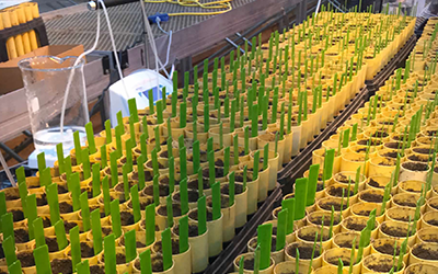 Rows of plants in small yellow containers