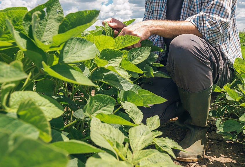 Soybean Roots Are Out of Sight but Top of Mind