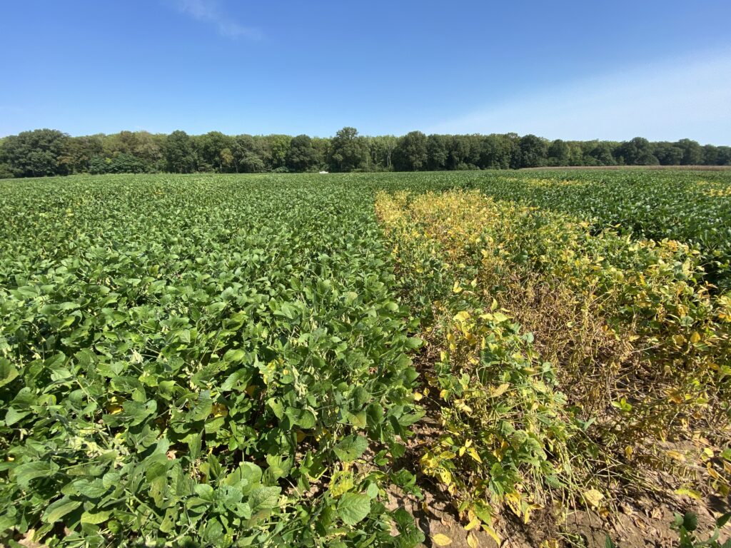 A soybean field infested with SRK