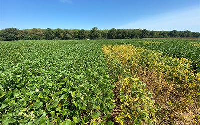 New Map Charts the Distribution of Southern Root-knot Nematode