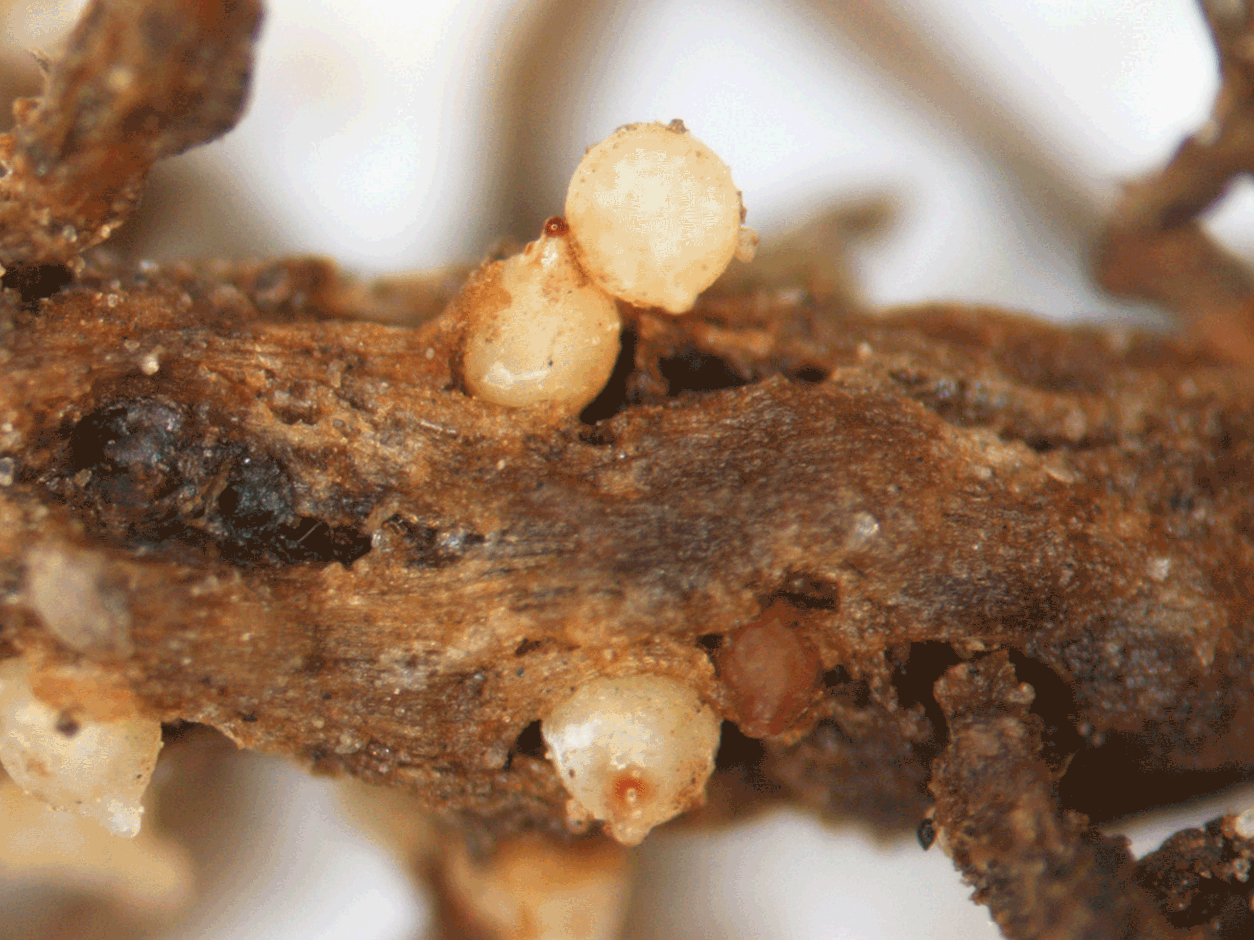 Nematodes on a soybean root.