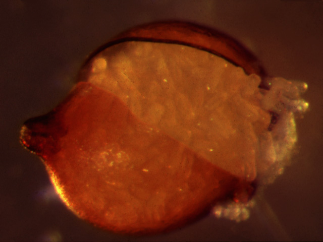 Soybean cyst nematode egg
