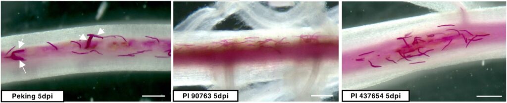 Nematode development on Peking, PI 90763 and PI 437654 soybean lines at five days post-inoculation (dpi)