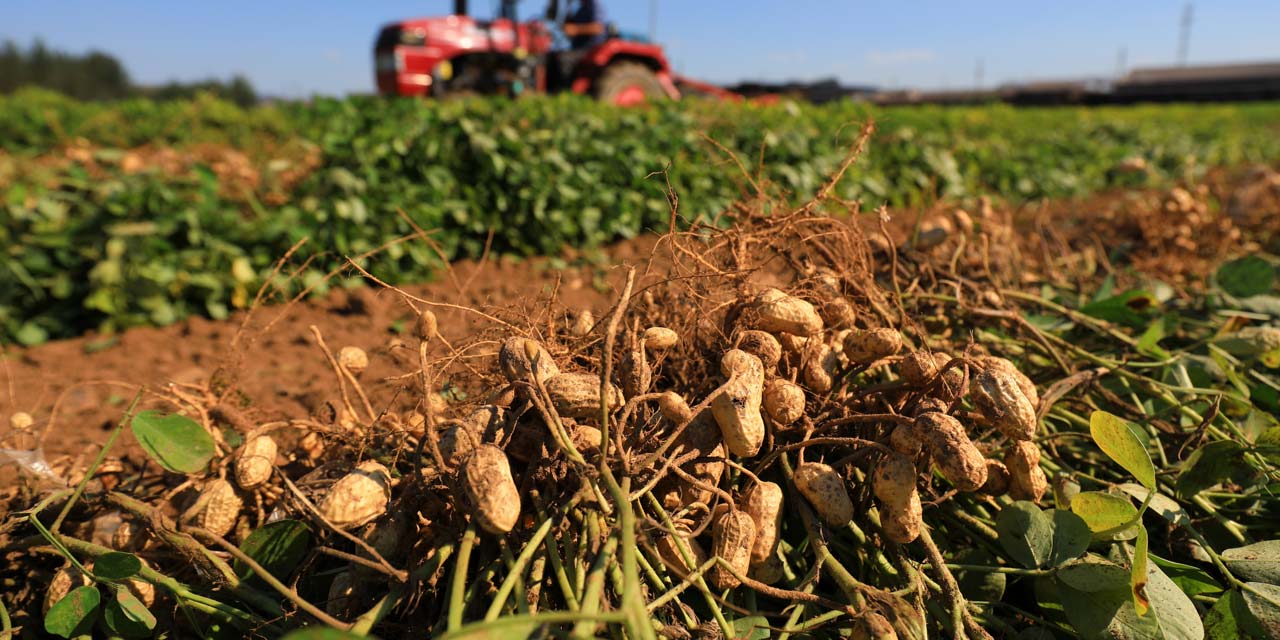 Photo of plant roots in a field with a tractor in the background
