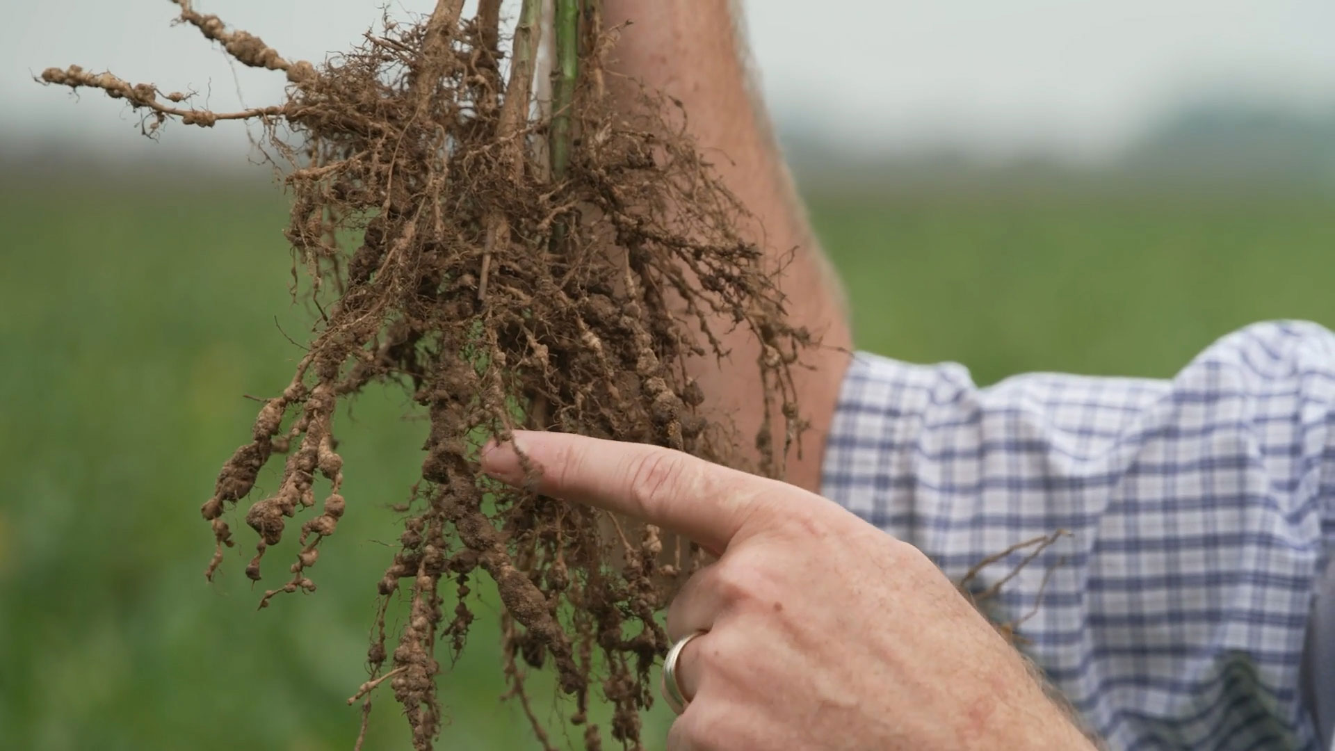 Photo of a farmer holding soybean plant and pointing at root-knot on roots