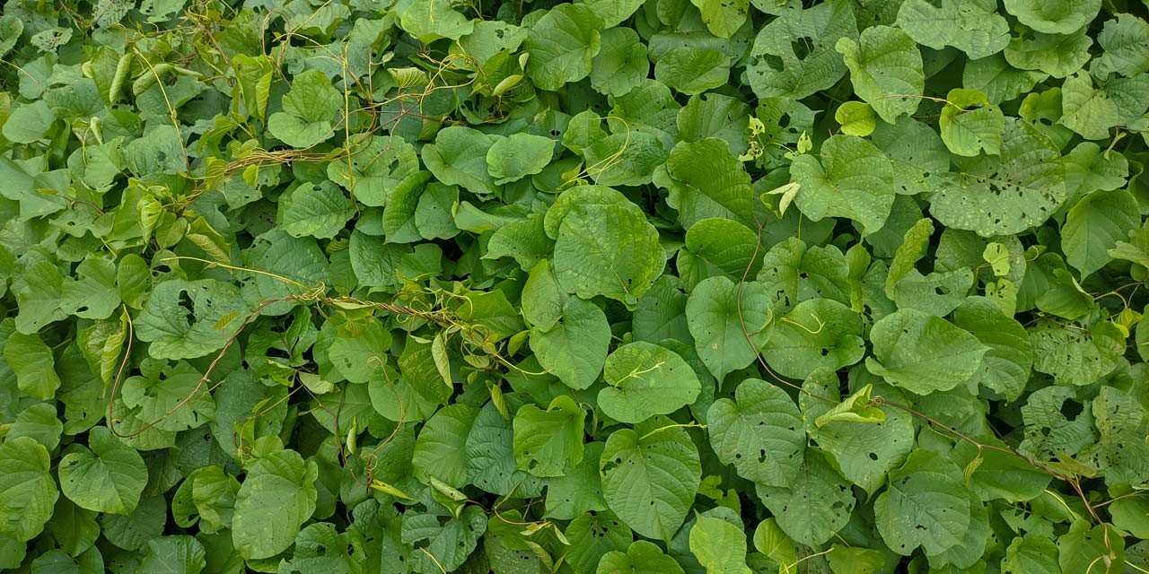 Photo of soybean plant leaves and vines