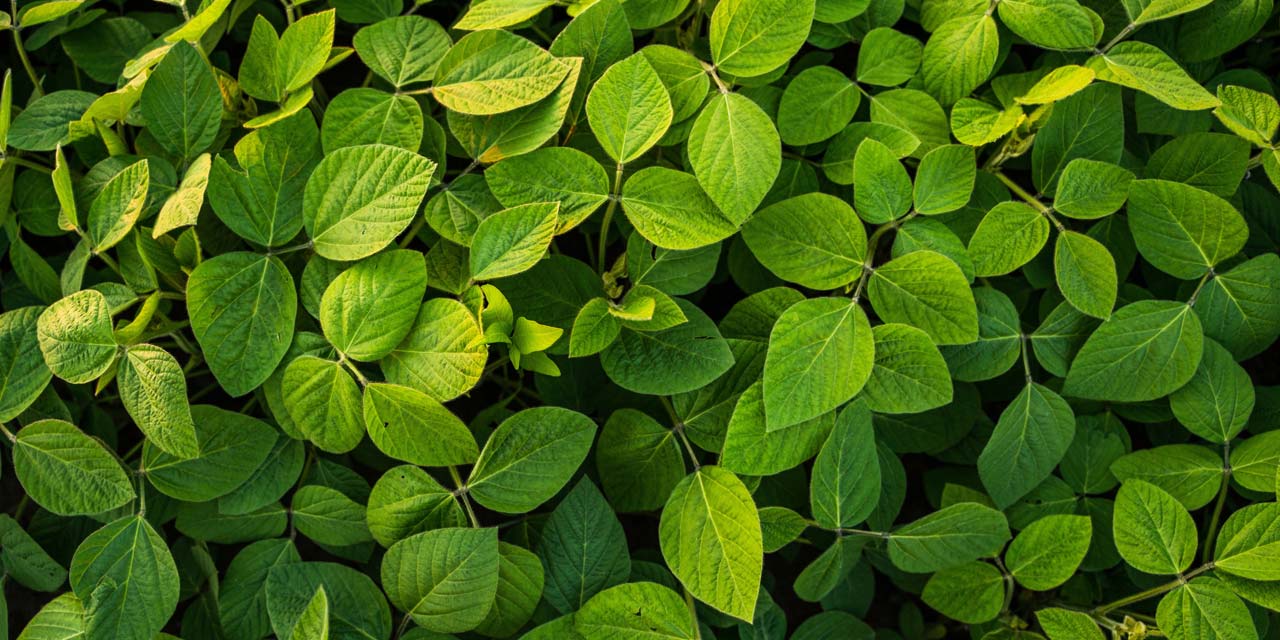 Photo of soybean plant leaves