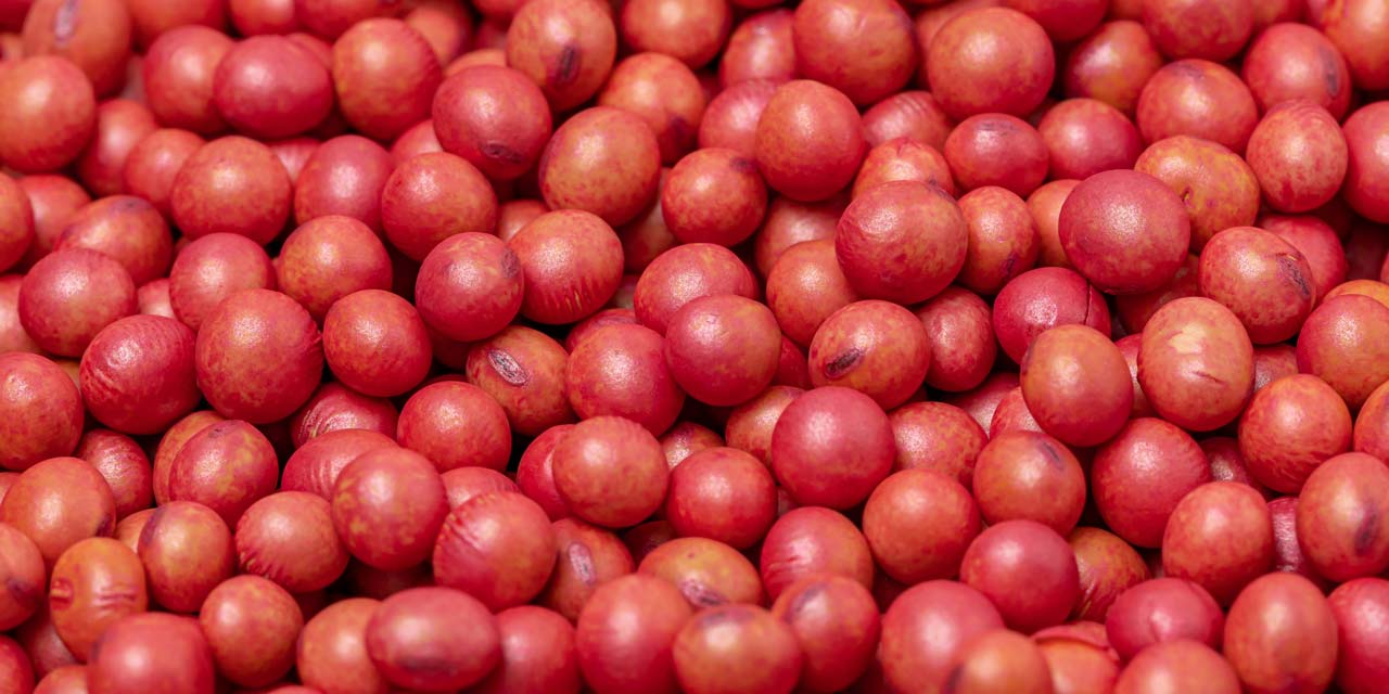 Photo of soybean seeds