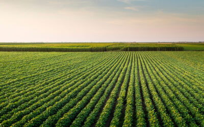 Over 900 SCN-Resistant Soybean Varieties Available for Iowa in 2026