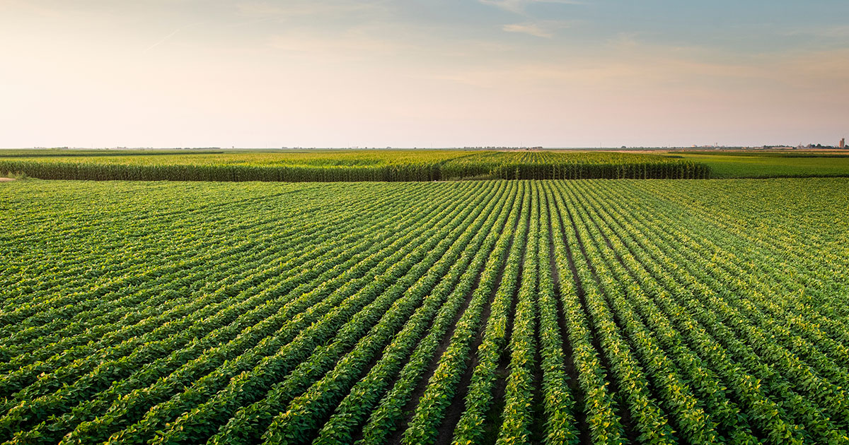 Soybean field
