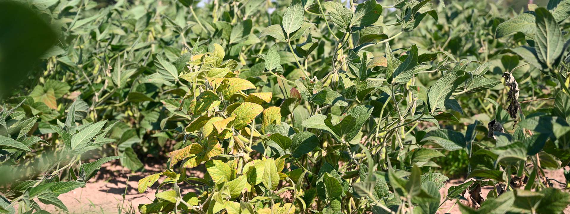 Photo of soybean plants with SCN eggs