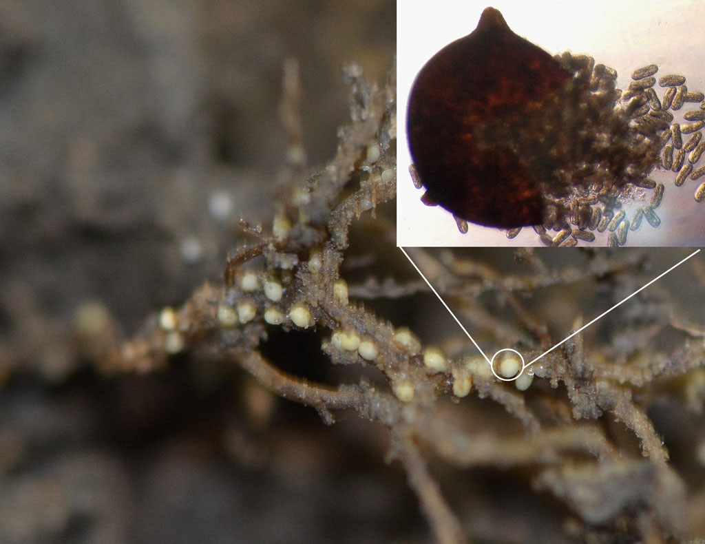 Photo of SCN on the root with ruptured cyst showing eggs