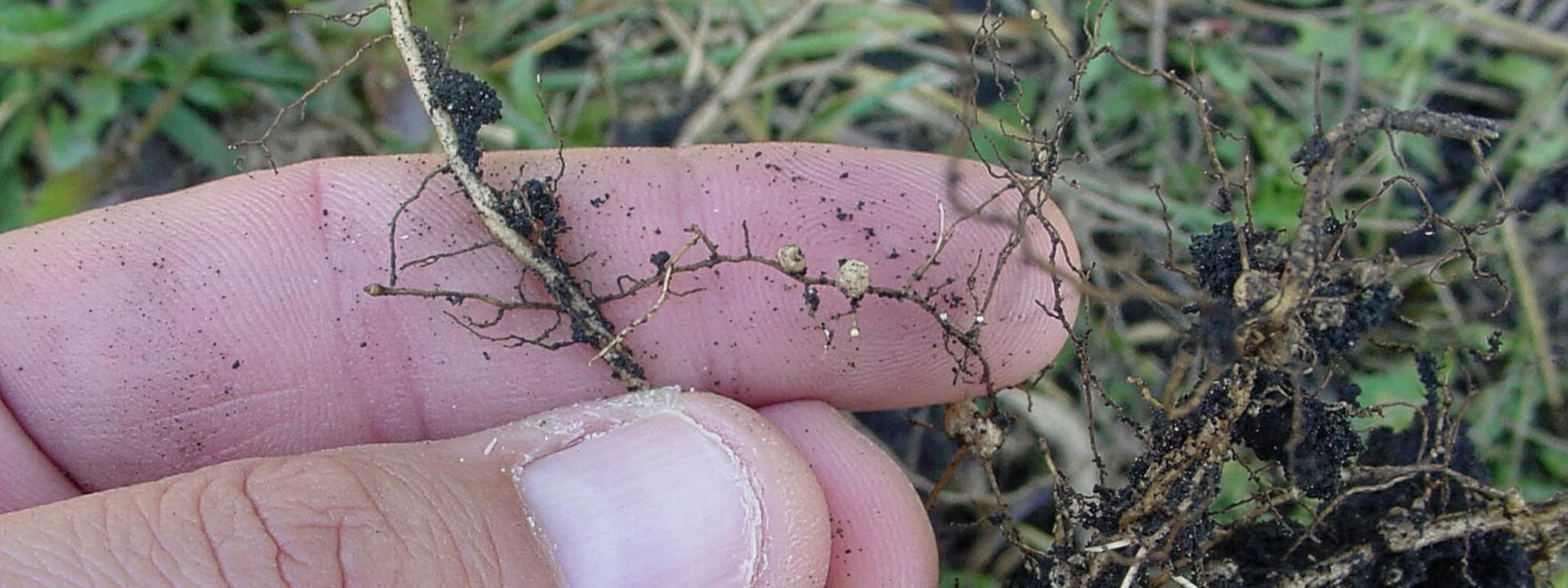 Photo of SCN on roots of healthy-looking soybeans