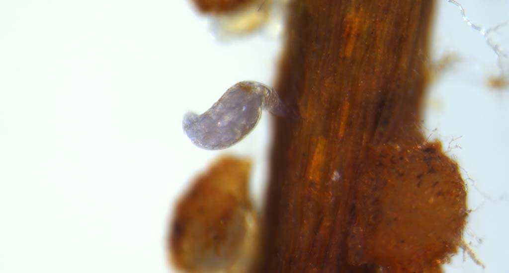 Field Guide - Reniform Nematode Photo of Reniform Nematode