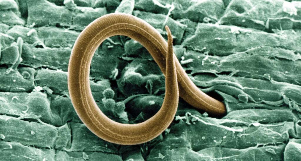 Field Guide - Root-Knot Nematode Photo of Root-Knot Nematode