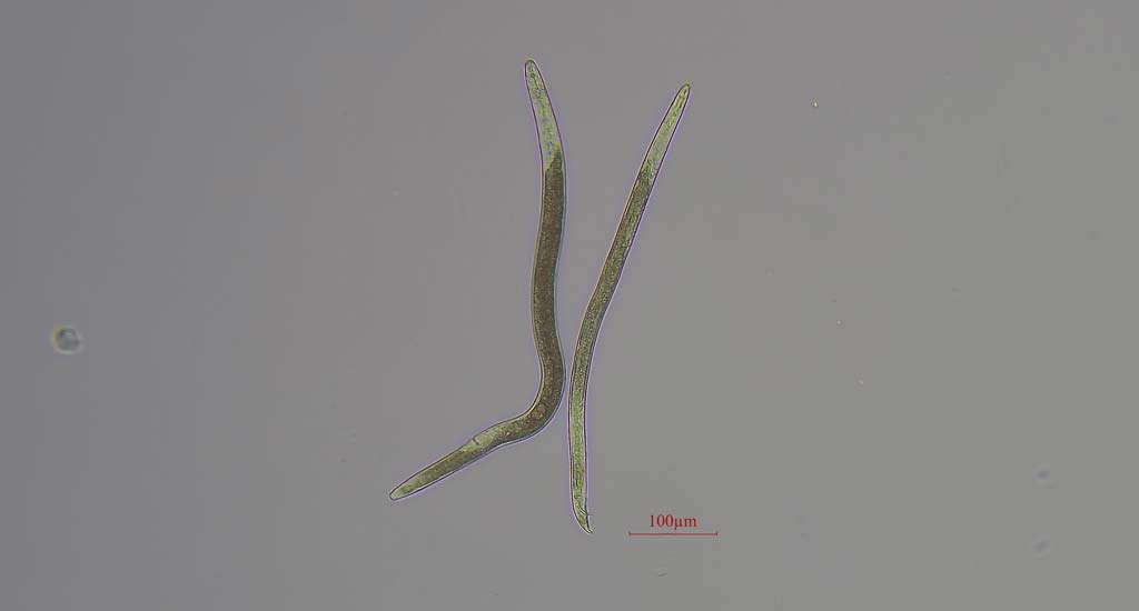 Field Guide - Root Lesion Nematode Photo of Root Lesion Nematode