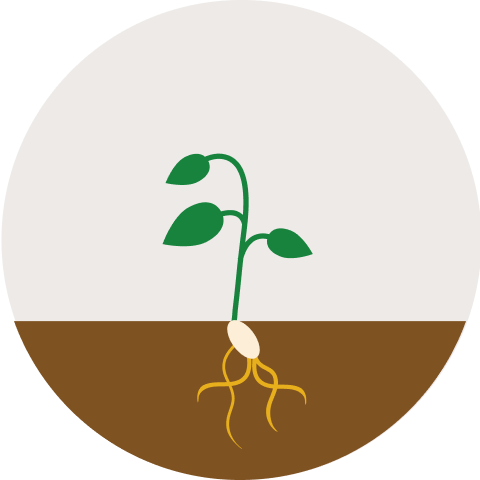 Illustration of plant roots