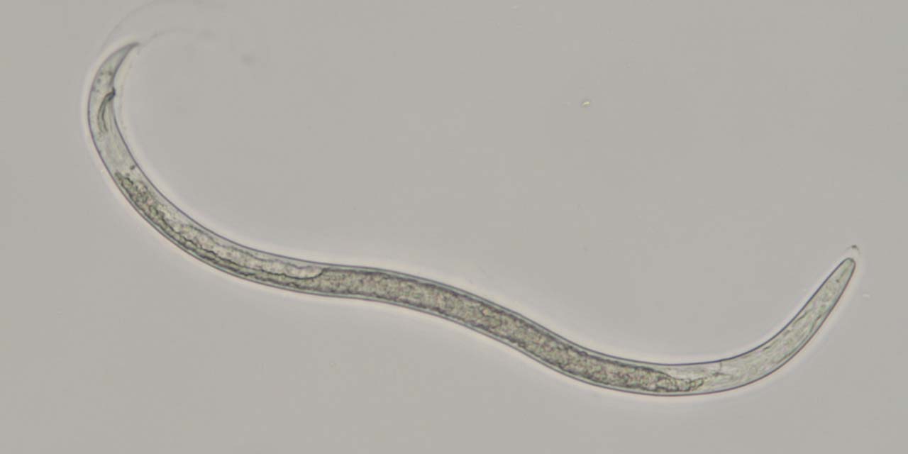 Closeup microscope photo of Reniform Nematode
