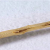 Closeup microscope photo of Root Lesion Nematode